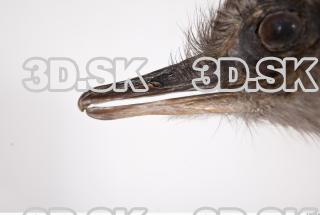 Emus head photo reference 0090